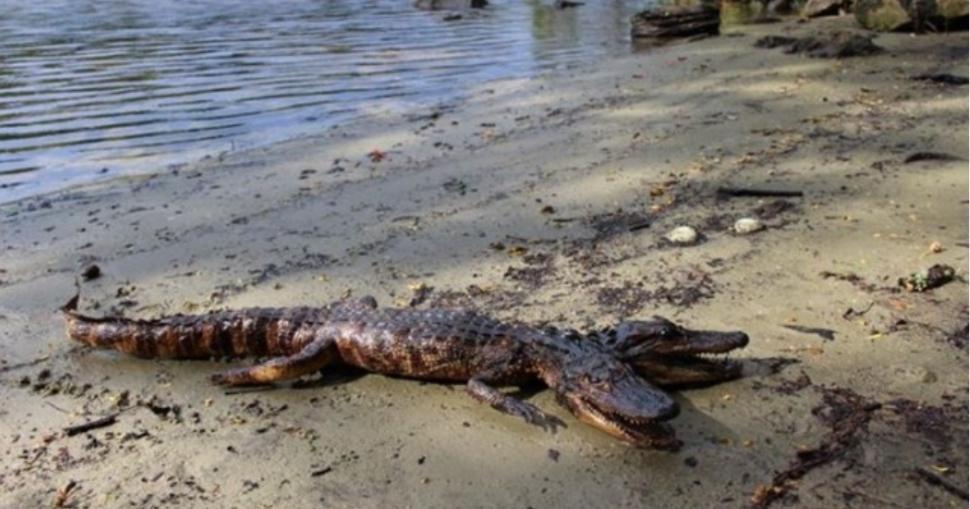 🔥 Two headed alligator in Florida 🔥💦 

#pic from u/sh0tgunben on reddit

#FOTE #folksontheedge #fote #artist #etsy #etsyshop #epicpic #coolpic #nature #natureislit #natureisepic #beautiful #naturelover #travel #motherearth #awesome #coolanimals #coolrocks #animals