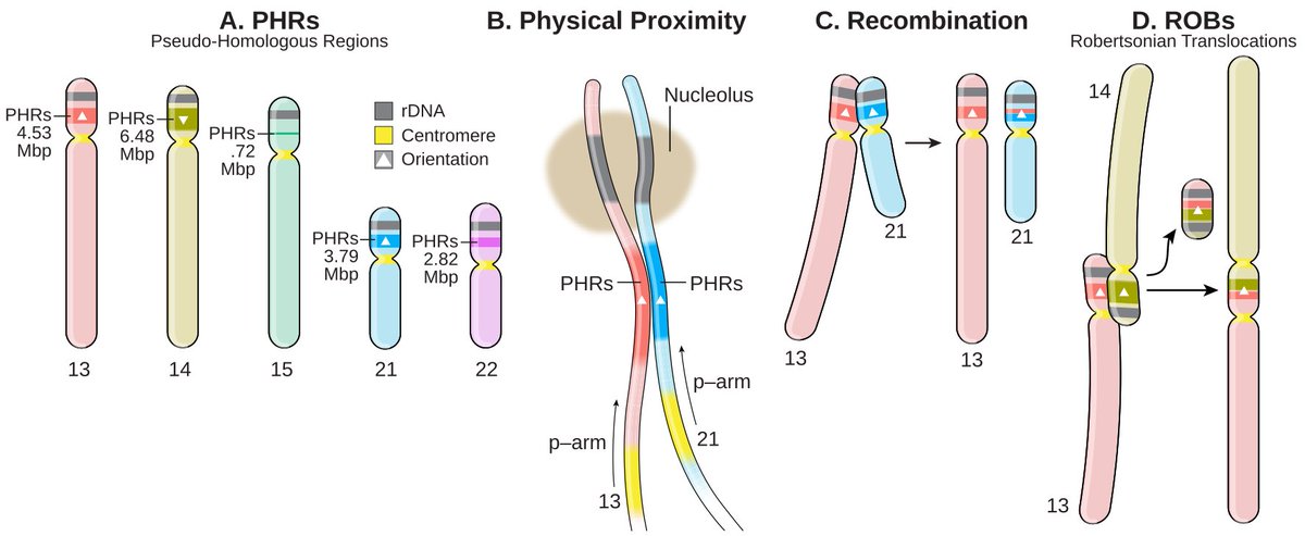 A basic biological discovery based on the human pangenome! The short arms of acrocentric chromosomes include regions where heterologous chromosomes pair up and recombine as if they were homologs: pseudo-homologous regions (PHRs) doi.org/10.1038/s41586… news.uthsc.edu/uthsc-research…