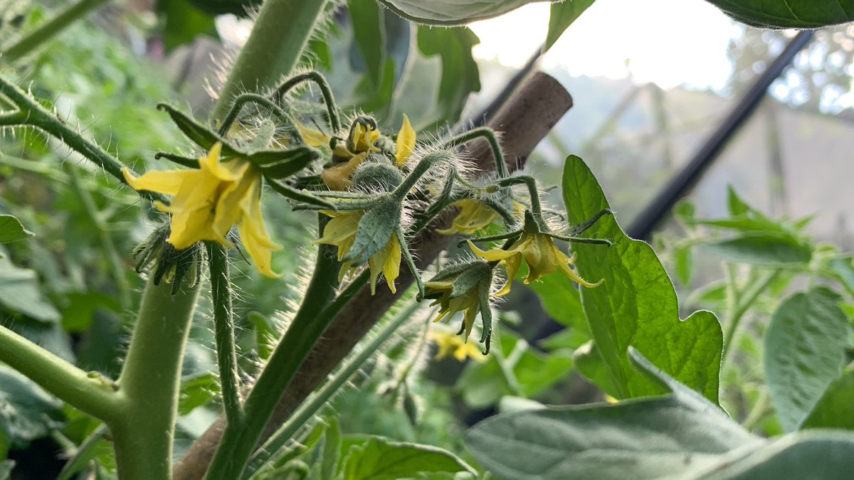 Pomodoro Costoluto Fiorentino bloeit 
#tomaten #blijmens #loveItaly #moeatuinieren #tuinierenindekas