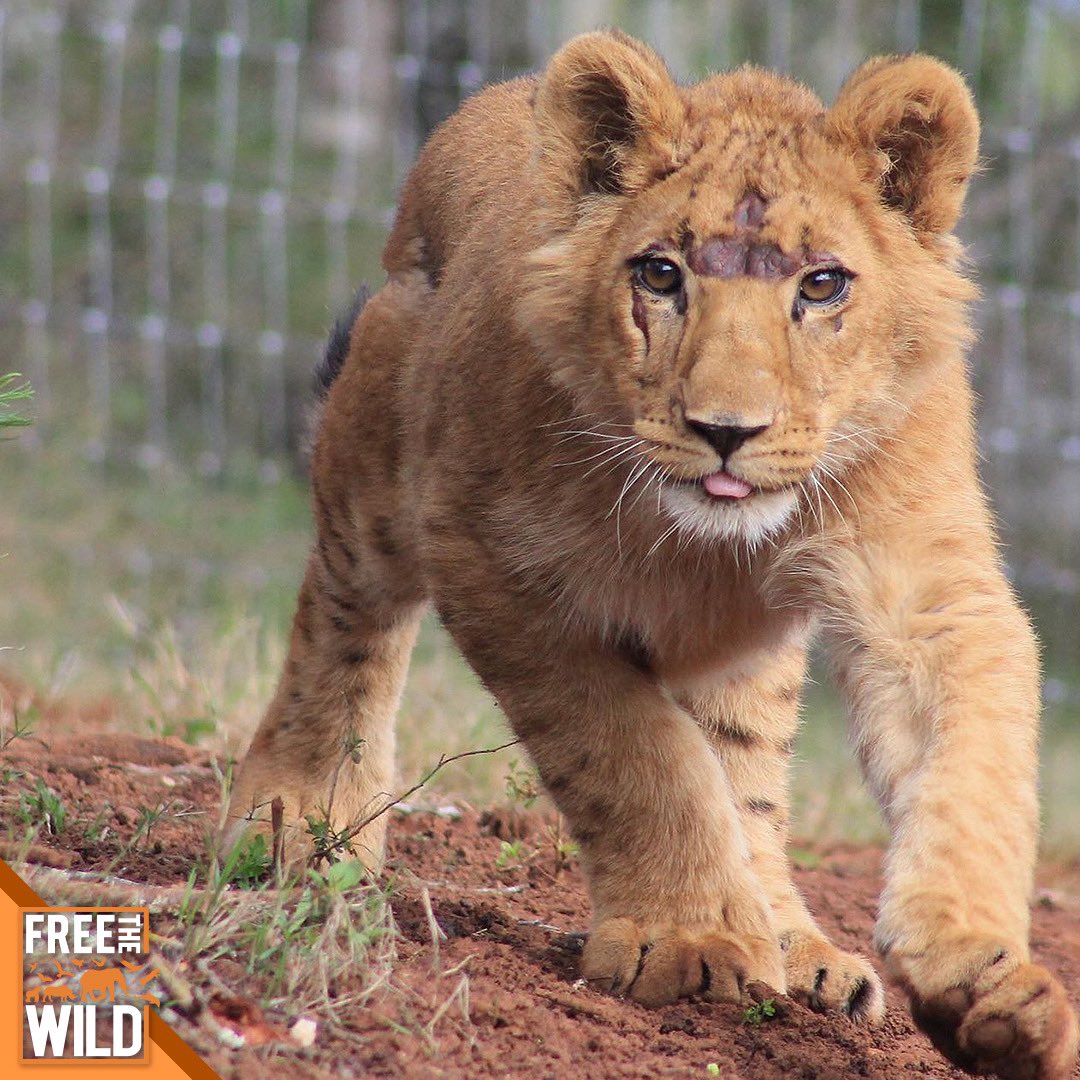 Zion-Niv, an illegally smuggled lion cub has been rescued from private collectors in Israel, thanks to our incredible donors, our partners @warriors_wow and the Israeli Government 💪 freethewild.org/zion-niv FTW 🧡 #ftw #freethewild #warriorsofwildlife #lions #bigcatrescue