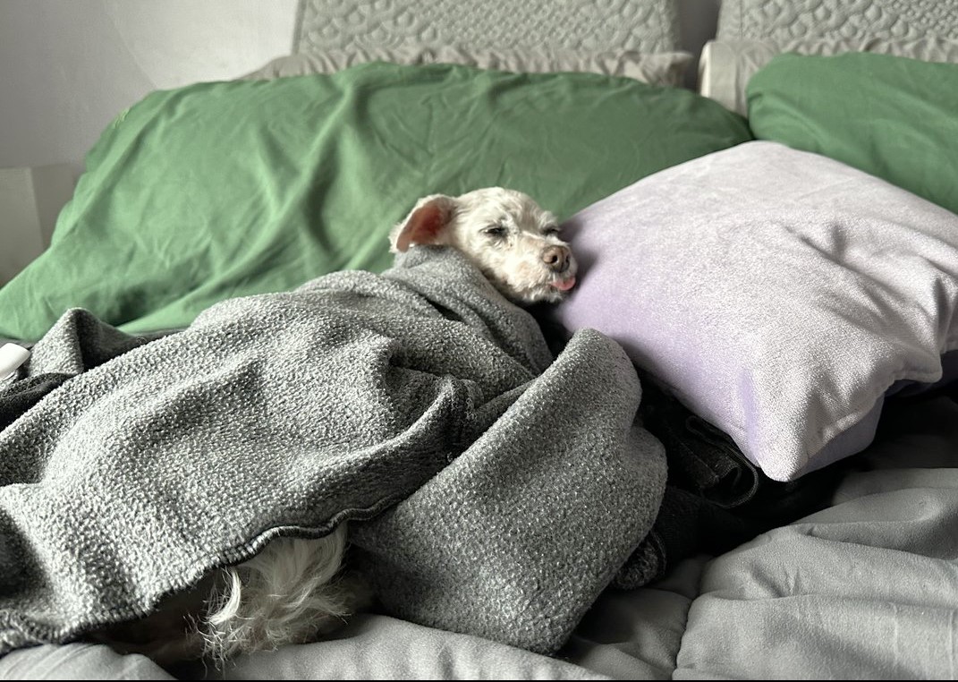 #FridayFeeling Who's having a an afternoon snooze on a foggy #SanFrancisco day? That's Frosting, found as a stray in Santa Barbara County in 2019, now loved by her #adopter mom, Megan! Frosting, may you be warm & cozy forevermore! 💗