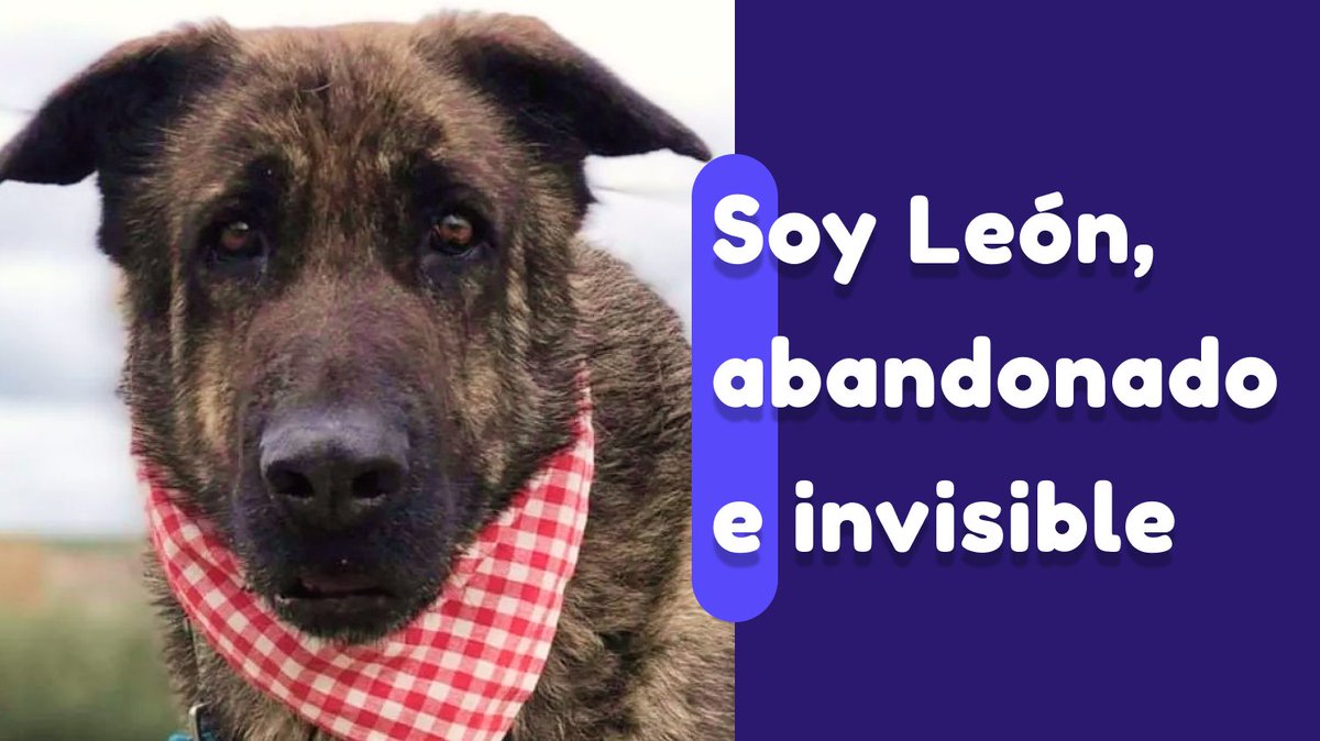 Me abandonaron con 6 meses y caí enfermo. Un ángel de la guarda se apiadó de mí, me llevaron a instagram.com/dejan_huella_c… y allí me cuidaron. 

Estoy listo para dar todo el amor que tengo a una familia. Se puede enviar a cualquier parte de España: dejanhuella@gmail.com