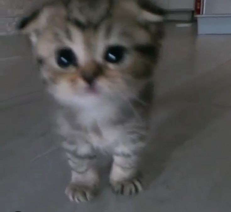little_krya's tweet photo. тред милые комфортные мобильные игры, в которые я играла/играю!! они могут помочь успокоиться, отвлечься, если вам тревожно, или просто приятно провести время, если вы куда-то долго едете и у вас нет интернета https://t.co/ONeN5YeTu4