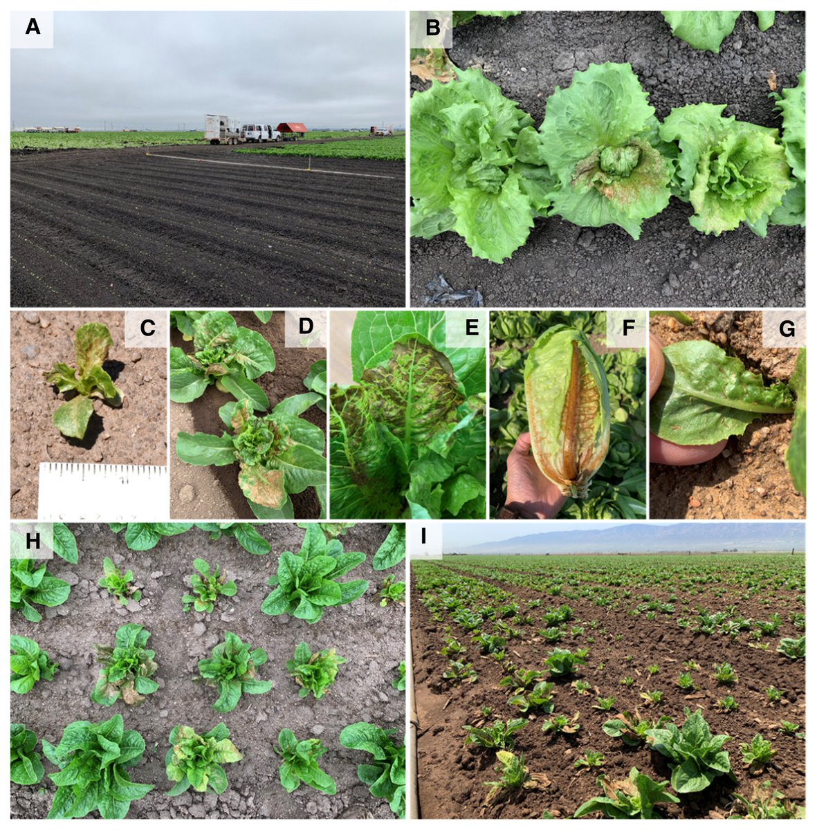 To help uncover how severely the Orthotospovirus impatiens necrotic spot virus is affecting lettuce production the Salinas Valley, CA, <a href="/danielkhasegawa/">Daniel K Hasegawa</a>  and <a href="/lejodelpozo/">Alejandro Del-Pozo</a> utilized Spatial Analysis by Distance IndicEs. 🥬

🔓 Read the Editor's Pick: doi.org/10.1094/PDIS-0…