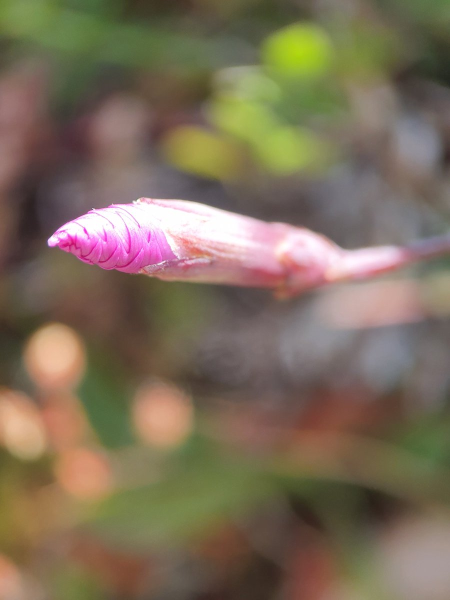 Cheddar Pink / fire witch ( Dianthus gratianopolitanus) looking stunning in Cheddar Gorge and another location today. <a href="/BSBIbotany/">BSBI: Botanical Society of Britain & Ireland</a> <a href="/wildflower_hour/">wildflowerhour</a>