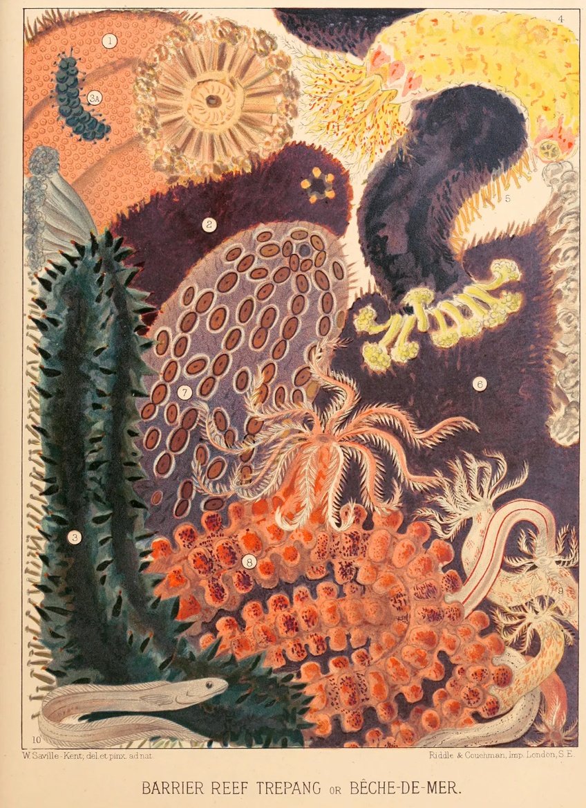 BioNept's tweet image. The Great Barrier Reef: Stunning 19th-Century Illustrations by William Saville-Kent from the World’s First #Encyclopedia of One of Earth’s Most Vibrant and Delicate #Ecosystems.

#corals #biodiversity