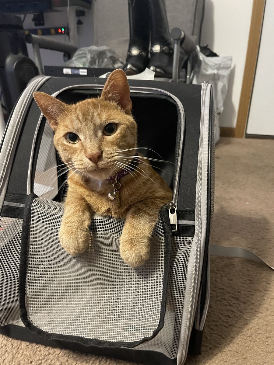 My brother Dijon Mustard is so excited to finally visit my parents' pool this weekend! He can't wait to jump in and have some fun in the sun! 😺🌞 #Swimming #FamilyFun #SummerVibes #FunInTheSun #Catbrother #Cat