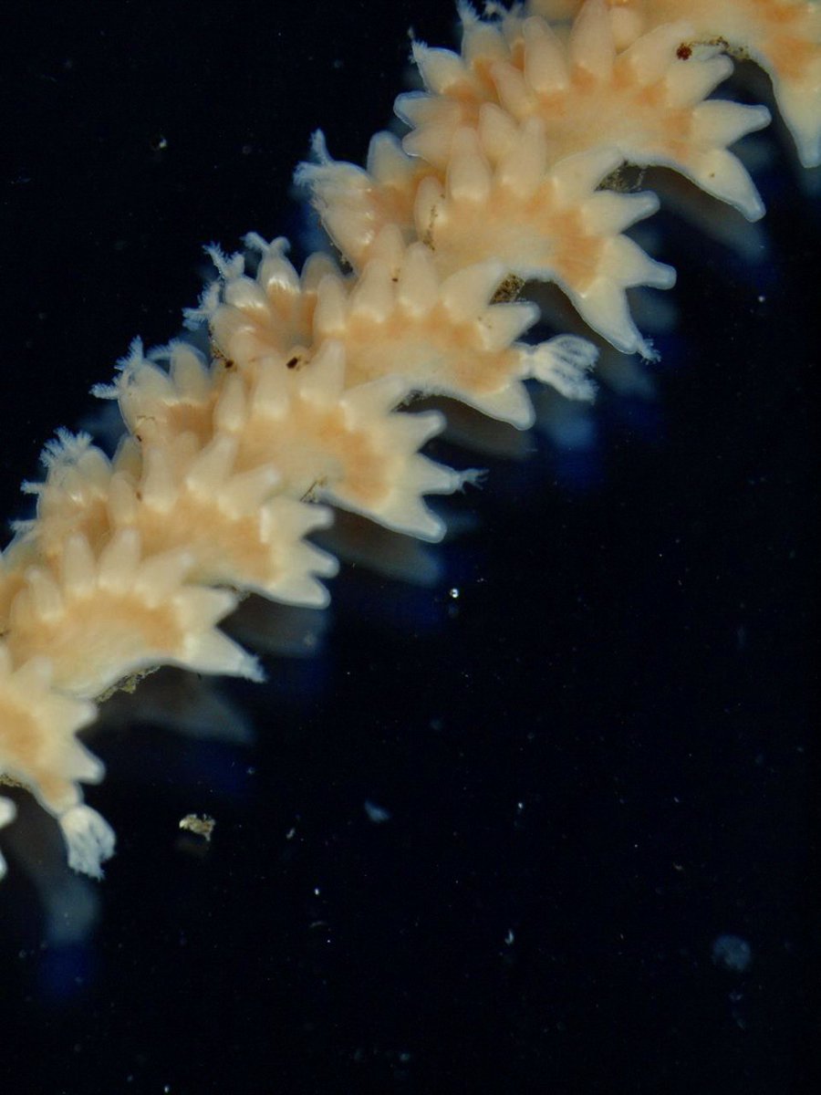 saltydogdrifter's tweet photo. #OctocoralFriday: #Virgularia is one of the most speciose #seapen genera ~18 spp! In Irish waters, we’ve recorded only one sp so far (V. mirabilis, considered cosmopolitan)! Tks to @SeaSearchIre & Tony O’Callaghans, we collected & sequenced its first complete mitogenome! https://t.co/mtoGwNk7Rq