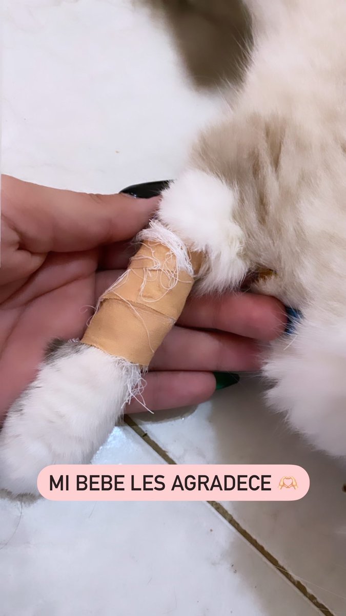 Garelik_py's tweet photo. Buenas 🫶🏻 estoy queriendo cubrir los gastos de mi gatita ella hoy salió positivo a micoplasmosis o anemia infecciosa felina ella siempre fue muy sanita pero probablemente ella ya traia esa enfermedad y ahora brotó Lo que si estoy ofreciendo cases para iPhone o prendas que tengo ! https://t.co/Imeu2HGRQ8