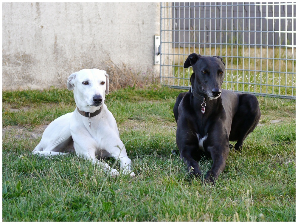 #NationalGreyhoundDay 
Tip Top Saka with his friend Jo 🥰
#retirednotrescued