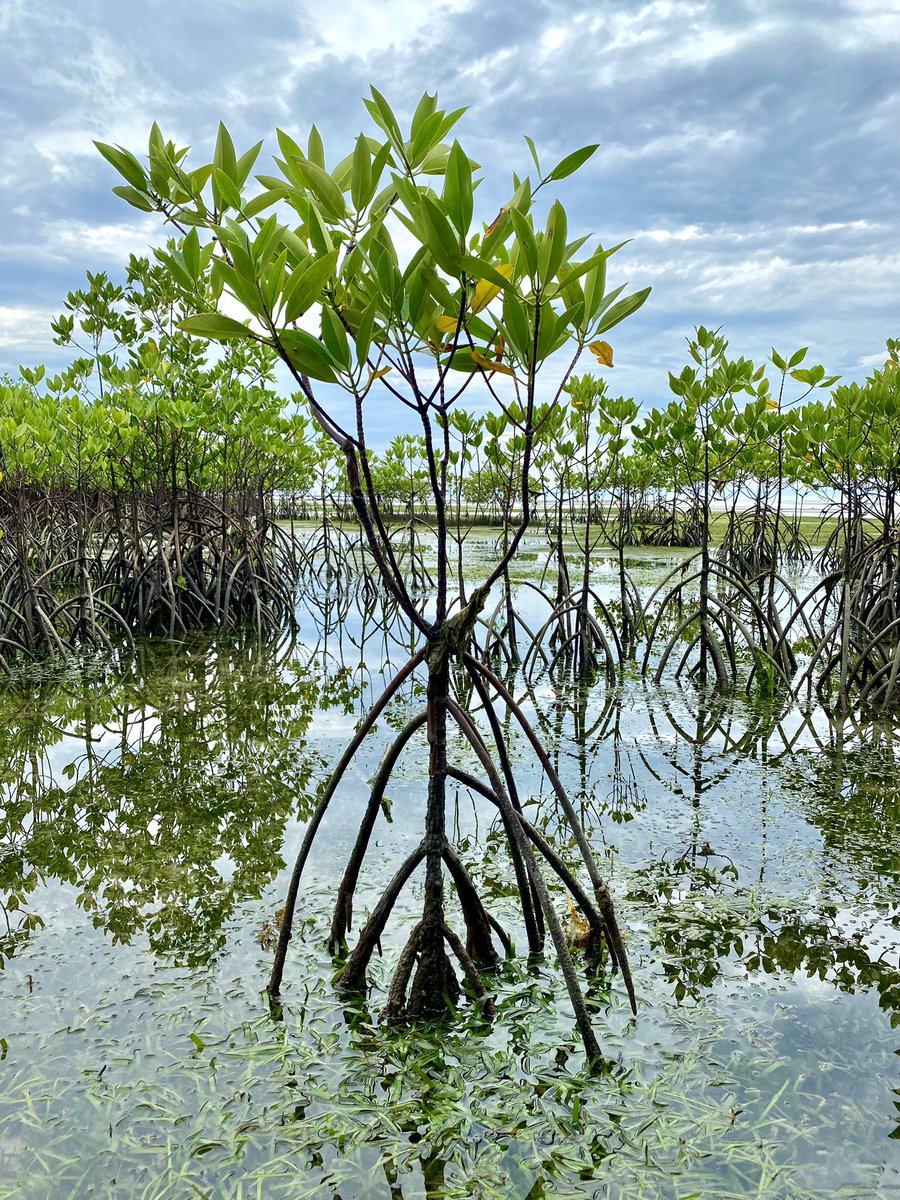 I am having an absolute blast here in the Philippines conducting research for my MSc dissertation on how macro plastic loads in mangrove forests impact crustacean communities 🦀. A big thank you to @sos_bangor_uni, <a href="/BangorUni/">Bangor University</a> and <a href="/uscphilippines/">University of San Carlos</a> for making a dream come true ✨🇵🇭.