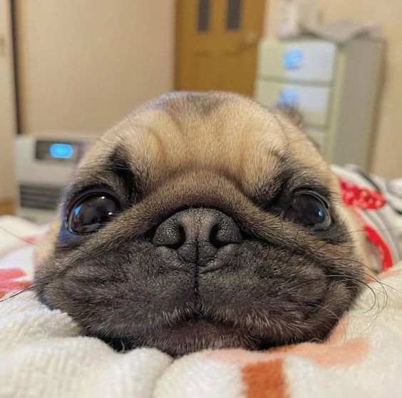 Do you love this... 😍😍

#pug #puglife #PugLover