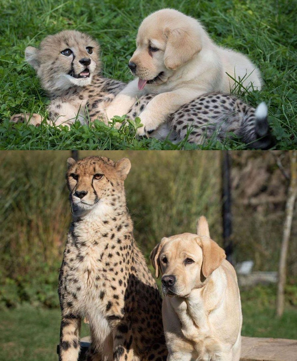 Cheetah and Labrador Retriever 

While this relationship may look abnormal and potentially dangerous, the Columbus Zoo introduced a puppy in an effort to calm down one of their rescued cheetahs. The cheetah naturally experienced high stress, and it has found that the