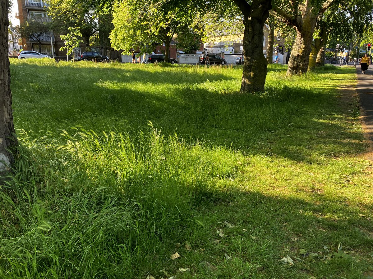 Loving @wandbc ‘s #nomow approach to small common areas.  A little #meadow right next to the South Circular. With an #allium interloper! Would be nice for a few more wild flower seeds cast next year? @wwcommon @EnableParks