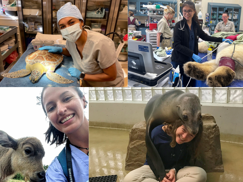 Congratulations to the @cornellvet Class of 2023! Many members of this class have manifested an unwavering passion for #conservation and #OneHealth, and we look forward to following their inspiring journeys as they continue “doing the greatest good” out in the world. 🐢🐆🦭🌍
