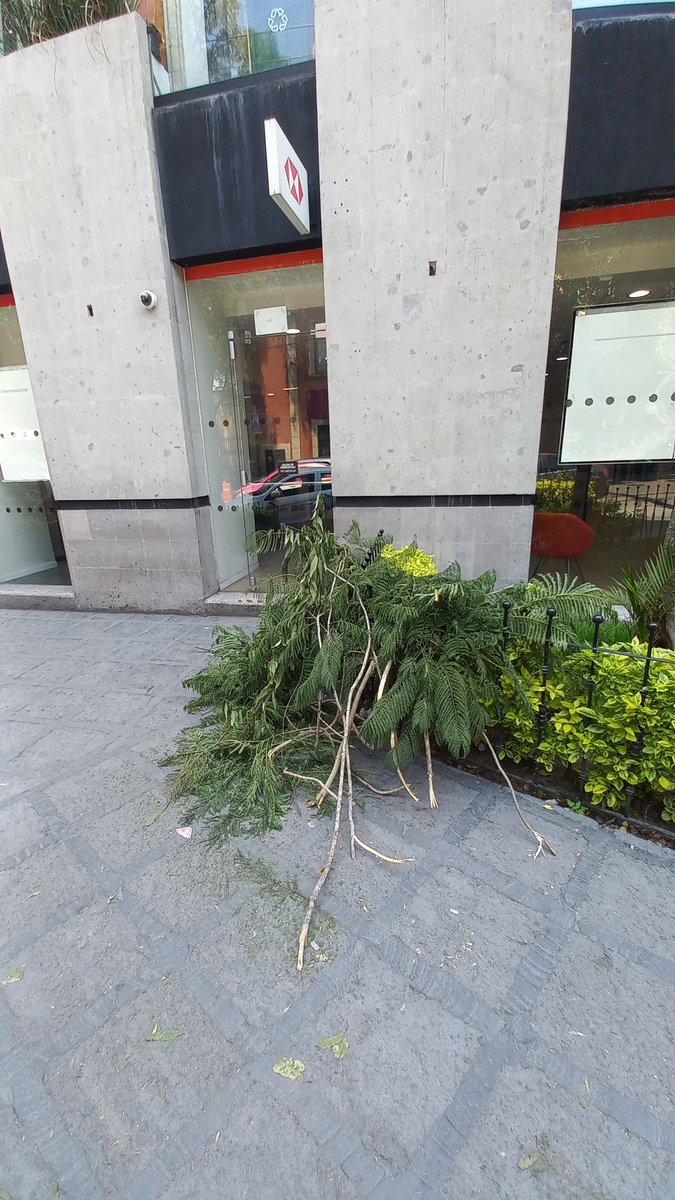 Las brigadas de la <a href="/Alcaldia_Coy/">Alcaldía de Coyoacán</a> son las peores en lo que a cuidado del arbolado urbano se refiere. 

Vean como desmocharon y trazaron estos árboles y dejaron tiradas las ramas en la calle del centro de Coyoacán.