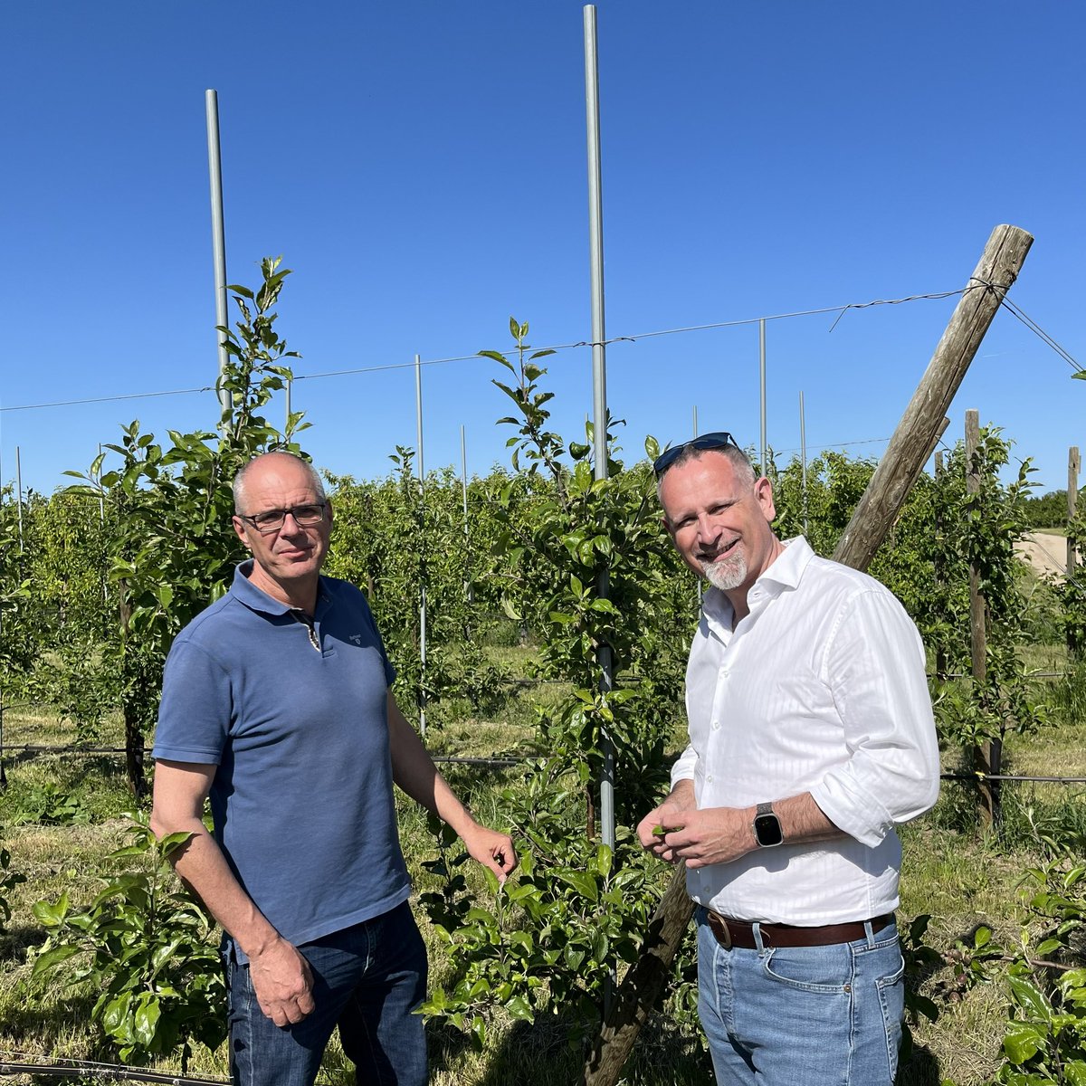 ackerbauref's tweet image. Heute auf dem Obstgut Müller in Wesendahl (nordöstlich von Berlin) von Jörg Hilbers, dem Geschäftsführer der Fachgruppe Obstbau, einen guten Einblick in die Chancen und Probleme des ökologischen Obstanbaus bekommen. Vielen Dank dafür und möglichst bald wieder 🌧️ für das 🍎🍐🍒