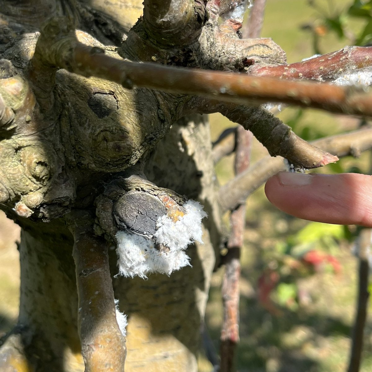 ackerbauref's tweet image. Heute auf dem Obstgut Müller in Wesendahl (nordöstlich von Berlin) von Jörg Hilbers, dem Geschäftsführer der Fachgruppe Obstbau, einen guten Einblick in die Chancen und Probleme des ökologischen Obstanbaus bekommen. Vielen Dank dafür und möglichst bald wieder 🌧️ für das 🍎🍐🍒