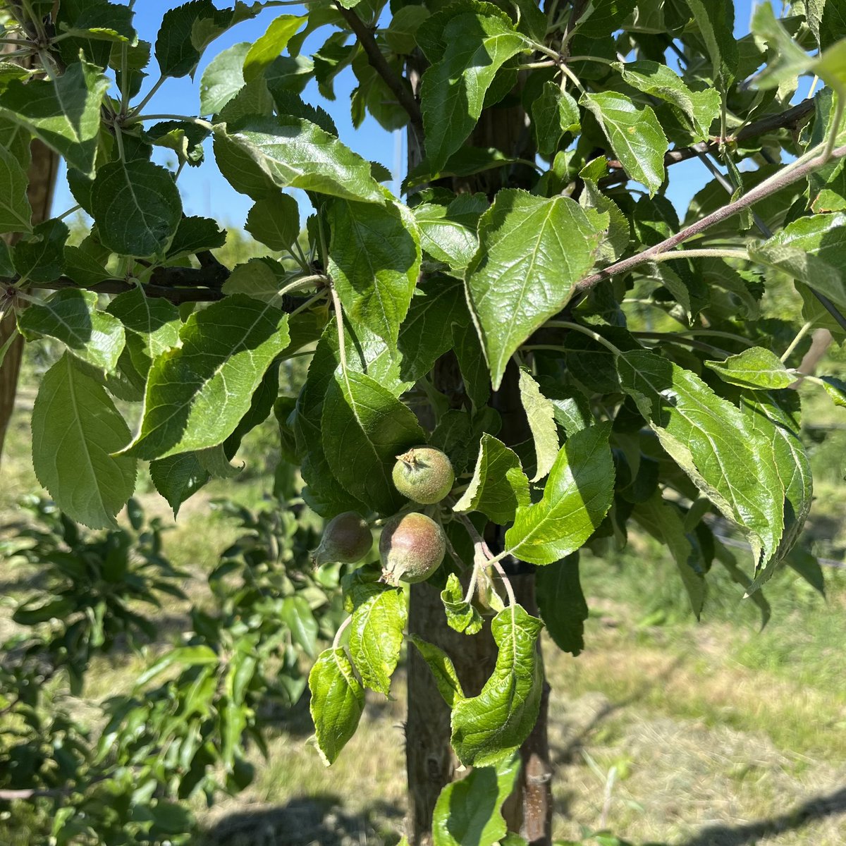 ackerbauref's tweet image. Heute auf dem Obstgut Müller in Wesendahl (nordöstlich von Berlin) von Jörg Hilbers, dem Geschäftsführer der Fachgruppe Obstbau, einen guten Einblick in die Chancen und Probleme des ökologischen Obstanbaus bekommen. Vielen Dank dafür und möglichst bald wieder 🌧️ für das 🍎🍐🍒