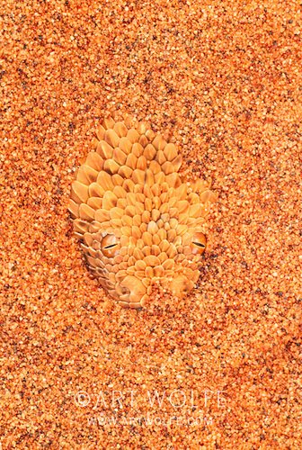 Word of the day: psammophile
Spelled correctly by the winner of this year's national spelling bee, it refers to an animal that thrives in a sandy environment, like this adder that lives in the Namibian desert.

#ExploreCreateInspire #FunFactFriday #FujichromeVelvia #potd