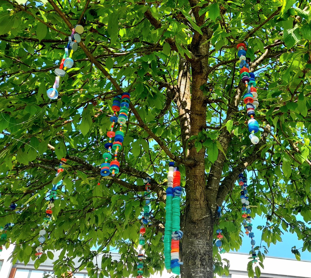 c_hilditch's tweet image. My last @ArtlinkCentral session at @OchilHouse and what a glorious one to end on! Thank you to everyone who collected bottle tops for us, the big tree looks great with our creations on them.  Well done everyone!  #stirlingschools #additionalneeds #communityart