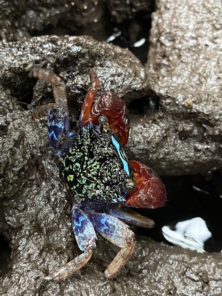 A few pictures of the crustaceans seen today during the surveys in Sibonga’s mangrove forests 🇵🇭💙🦀.

@sos_bangor_uni <a href="/BangorBioZoo/">BU Biology & Zoology</a> <a href="/BangorUni/">Bangor University</a> <a href="/prifysgolbangor/">Prifysgol Bangor</a> <a href="/uscphilippines/">University of San Carlos</a> 

#crab #marinebiology #marinescience #oceanscience #mangrove #environmental #science #PlasticPollution