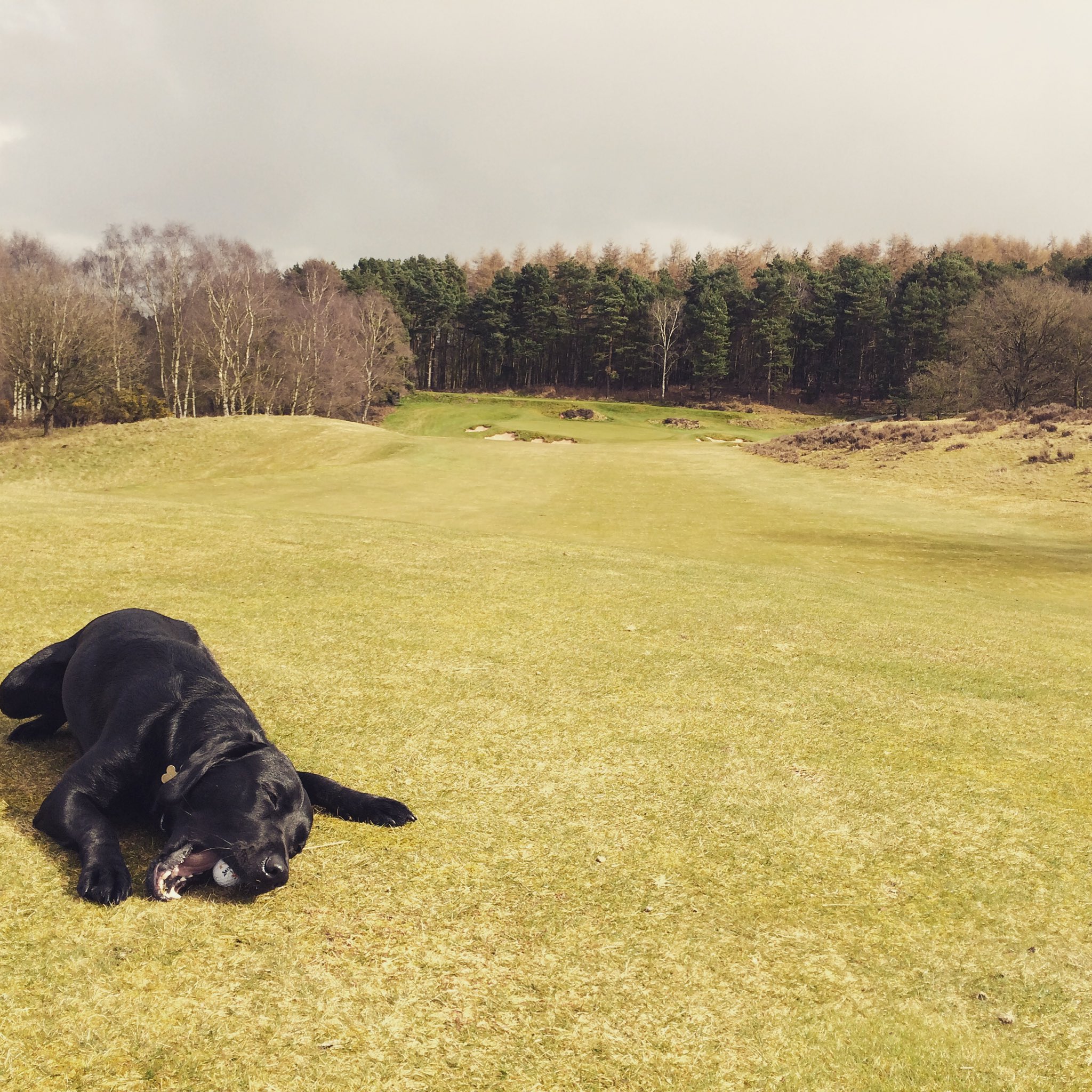 Andrew Cotter on Twitter "lawrencedonegan McKellarJournal GeoffShac