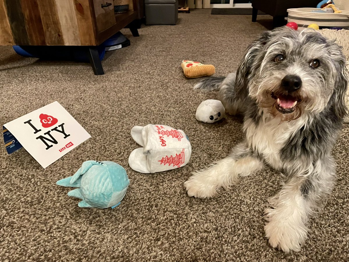 Guess what guys…Rue came home to a bark box w/his name on it. 🦴🧸❤️What a surprise! The take-out box of dumplings is so fun!! 🥡 Have a great weekend, friends! 🐾 #barkboxday #HappyFriyay #dogtwitter