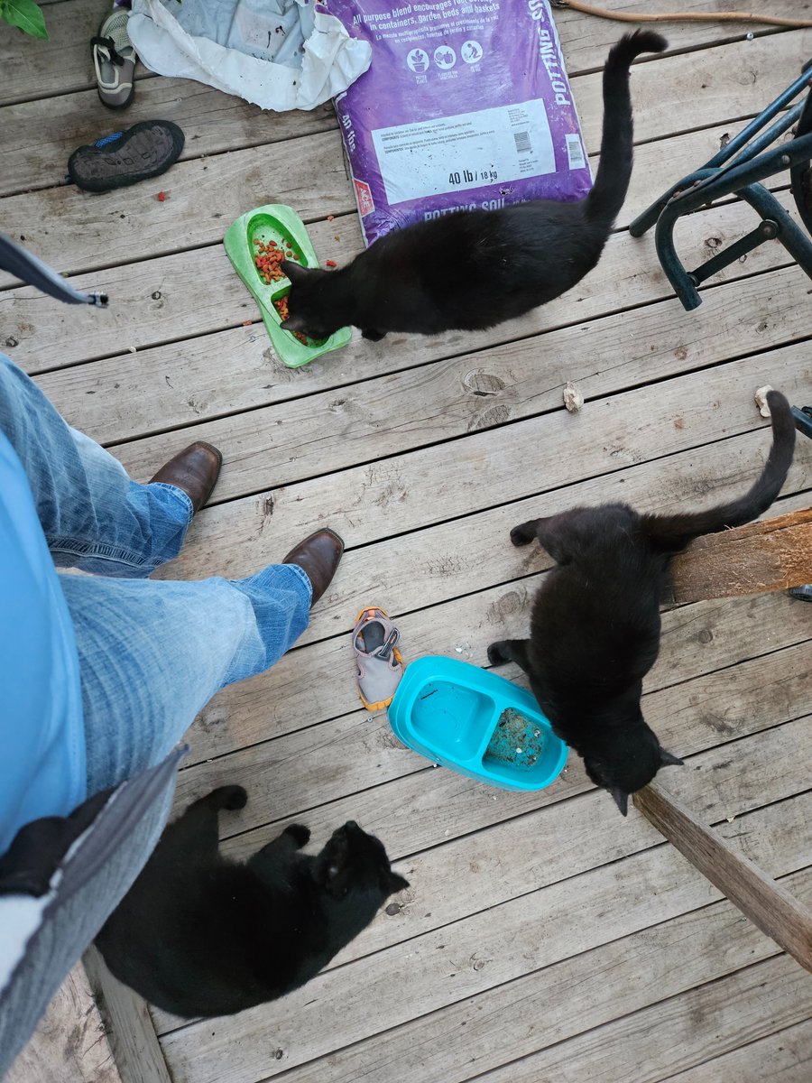 Jessica12206702's tweet photo. 3 brother black cats. https://t.co/OVPkxLKLsi