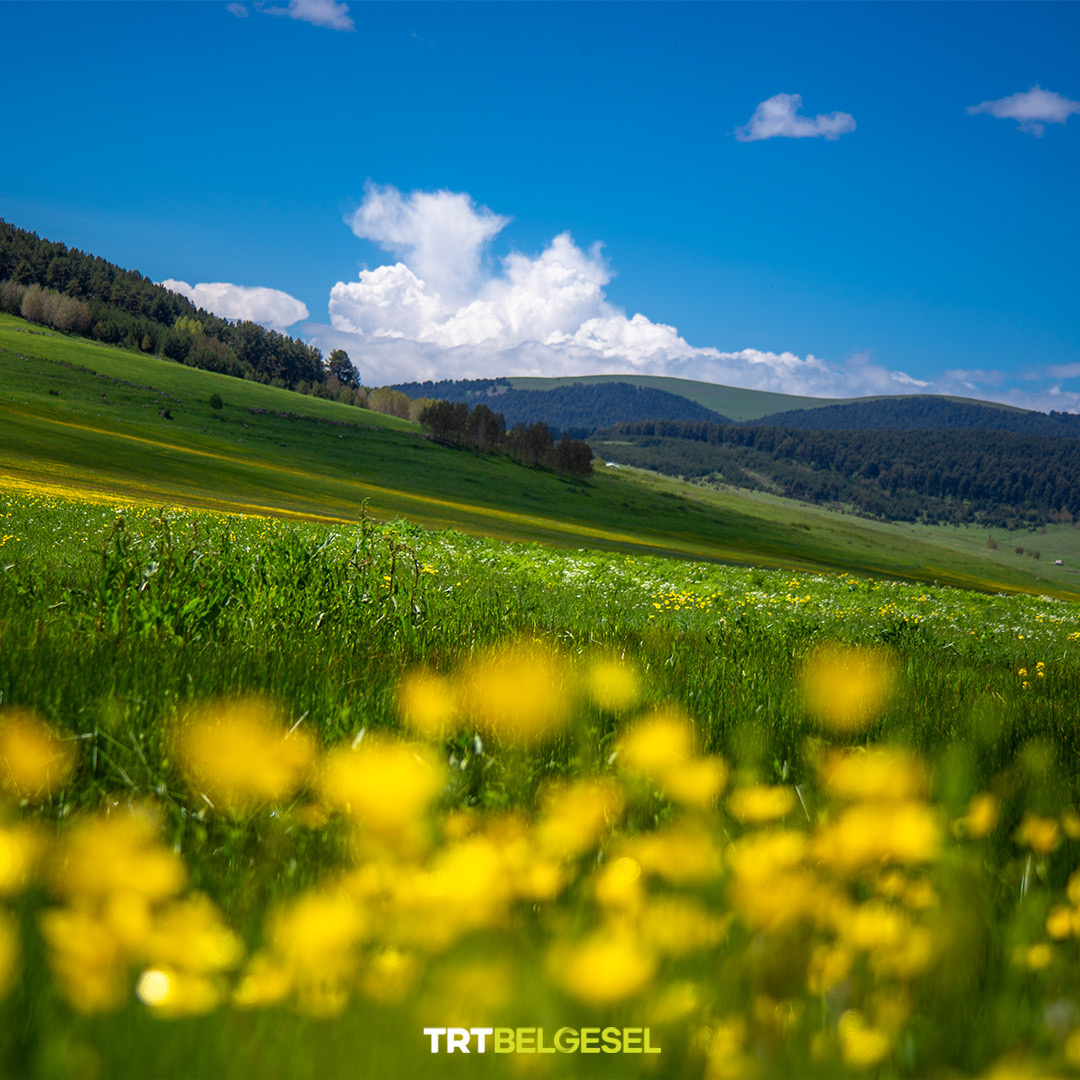 TRTBelgesel's tweet photo. Ardahan’dan renkli görüntüler 🏞️ 🌸
📸: Aykut Temur, AA https://t.co/yQI6irBKK0