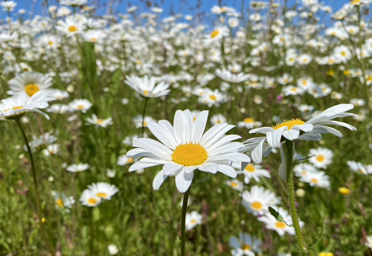NessaSpratticus's tweet photo. As hard as it may be to realise this, at the end of the day, tell all your parts that did the best you could today - and that is soooo good enough.
Saw these bonnie Daisies whilst walking today.
#everypartmatters #DID https://t.co/p12gdhPhAl