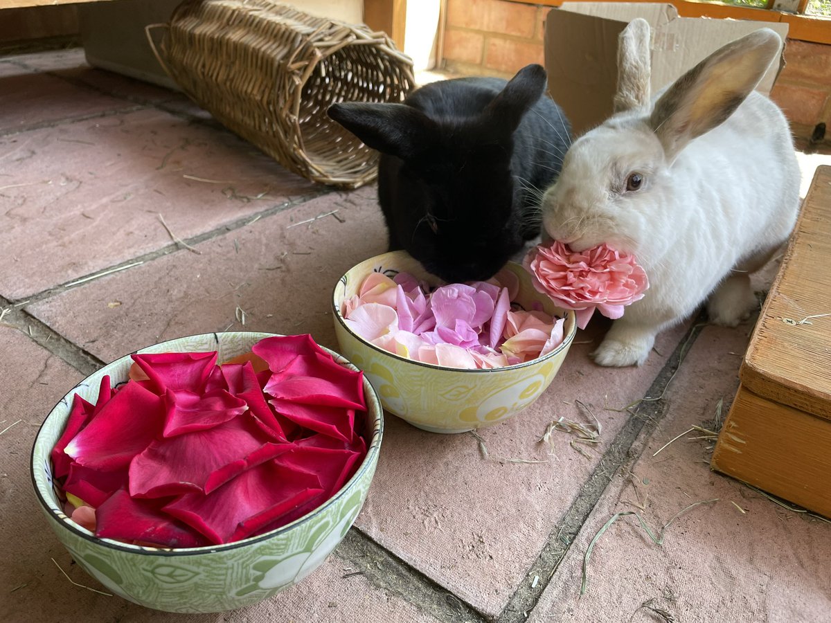 Roses are red
Bunnies aren’t blue
I think this is tasty
And Martin does too!

#BunniesOfTwitter #RabbitsOfTwitter #ComingUpRoses 🌹