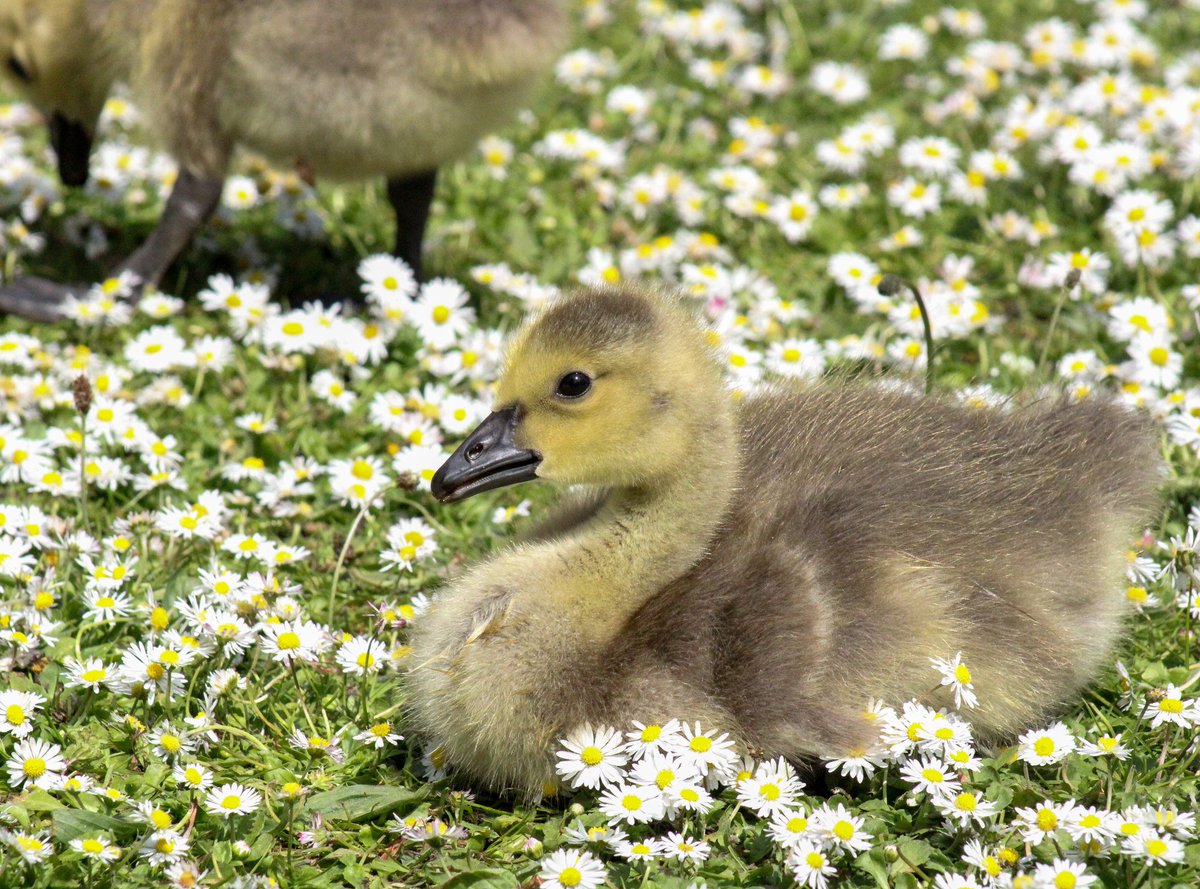 More cuteness in the form of a fluffy Canada gosling!😍
#canadagosling #canadagoose #canadageese #gosling #goslings #goose #geese #waterfowl #bird #birds #birdphoto #birdphotography #nature #naturephotography #wildlife #wildlifephotography #yorkshire #york #uniofyork