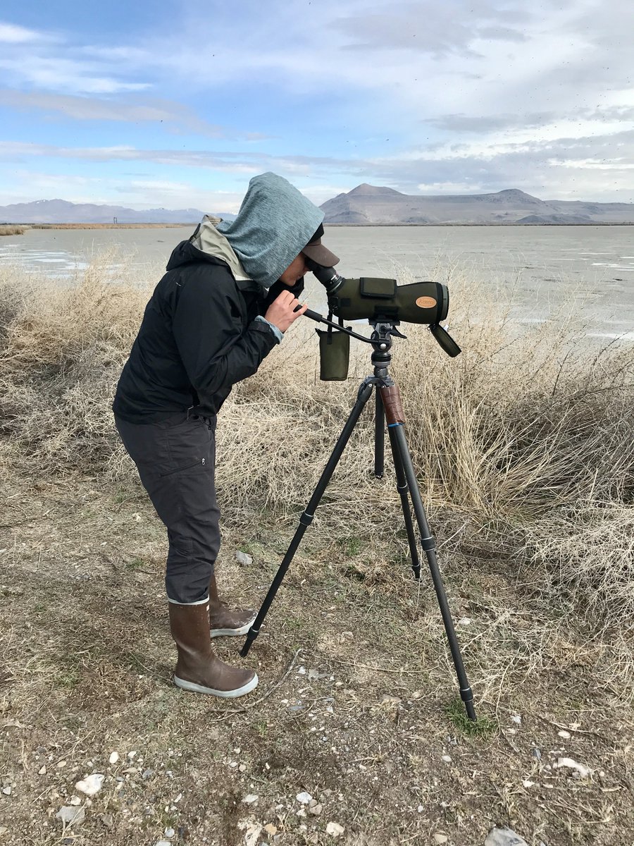 UtahDWR's tweet photo. Exciting news! We recently worked with many amazing partners to conduct the first formal shorebird survey across the Intermountain West in 30 years. 🎉🐦 Learn more about this important wildlife survey and the information gathered so far: https://t.co/mLV6gdohSg https://t.co/EOxn6sJBrr
