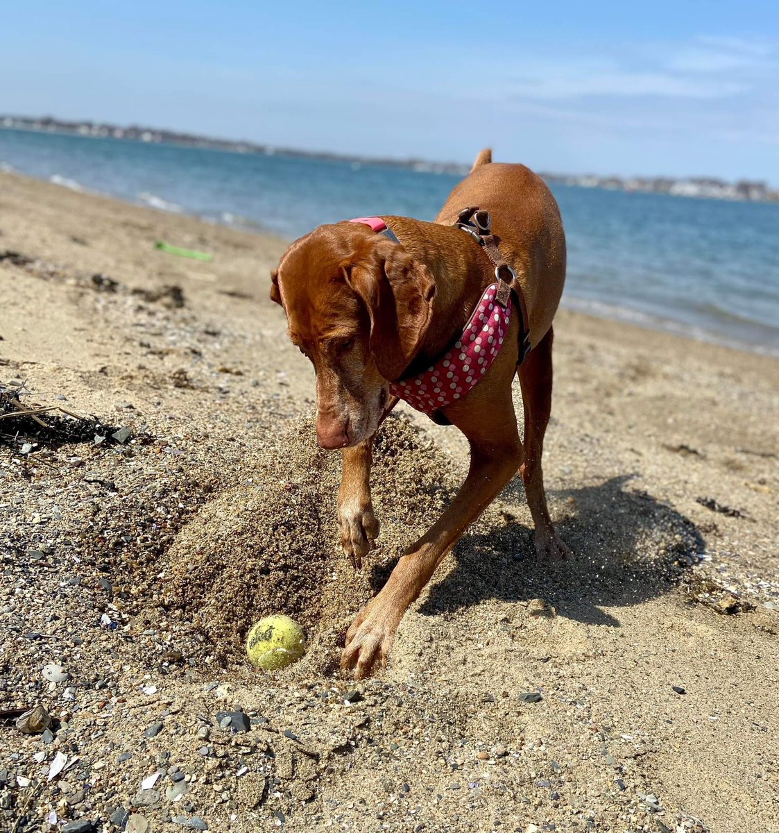 @JerzyDziewulski Moja też kocha plażę i wodę 🐾🙃