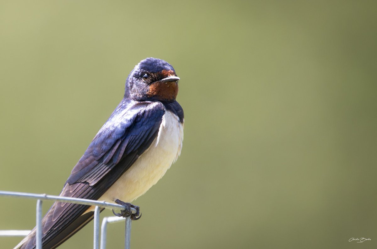 Swallow

#swallow #birdphotography #birds #britishwildlife #BirdsSeenIn2023 @RSPBEngland  #wildlifephotography #wildlife #nature #naturephotography   @CanonUKandIE  @BBCSpringwatch #BBCWildlifePOTD @ChrisGPackham @IoloWilliams2 @michaelastracha