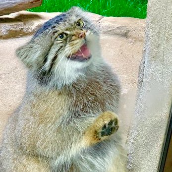 touch da manul paw