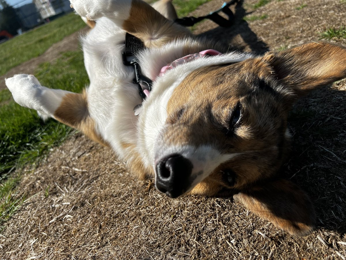 Picklesthecorgi's tweet photo. @Charles65536439 Hi 😄 https://t.co/IhihzEzYZl
