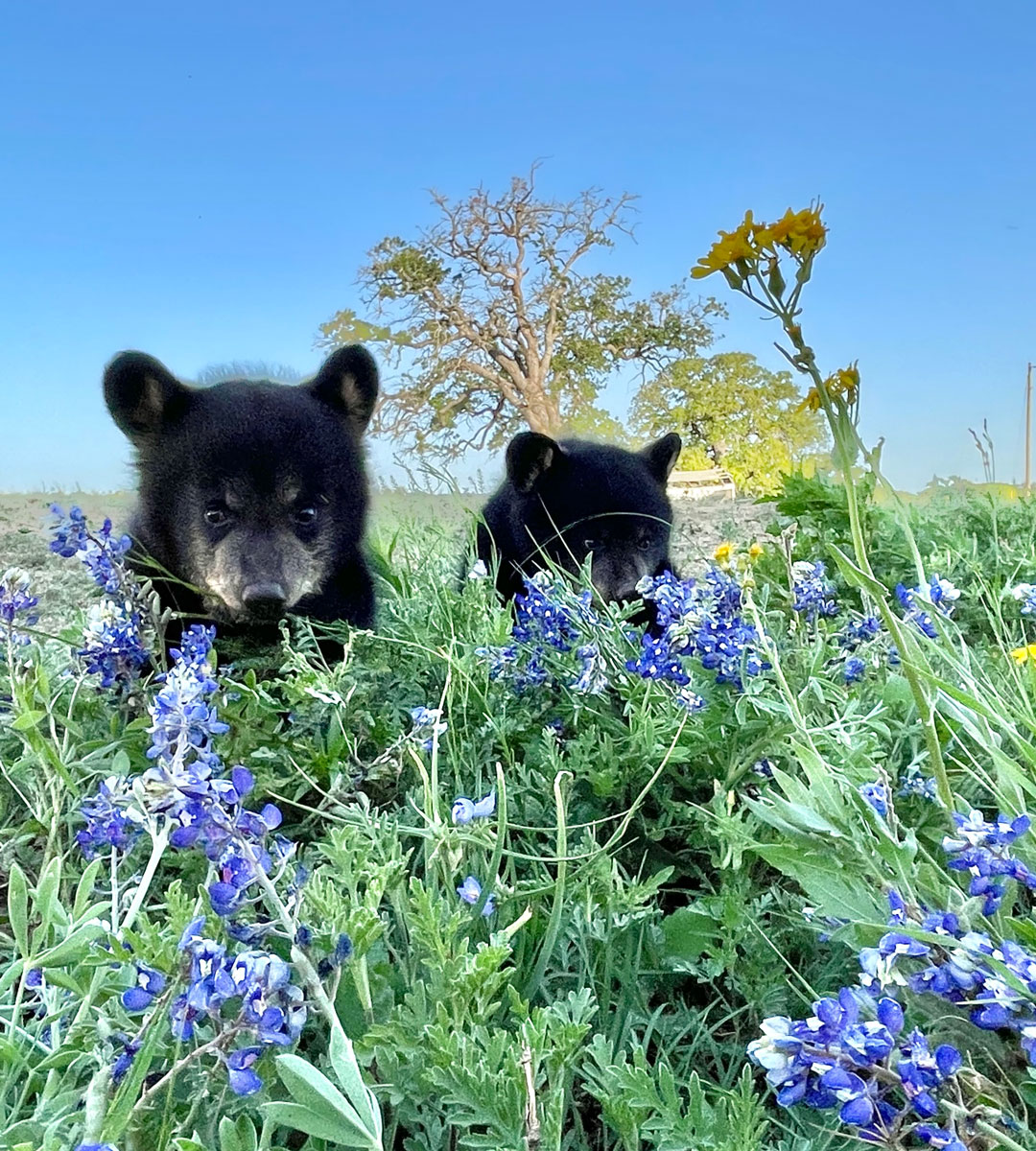Judge Indy &amp; Judge Belle are now OFFICIALLY Texans. 🐻🪻🐻🪻