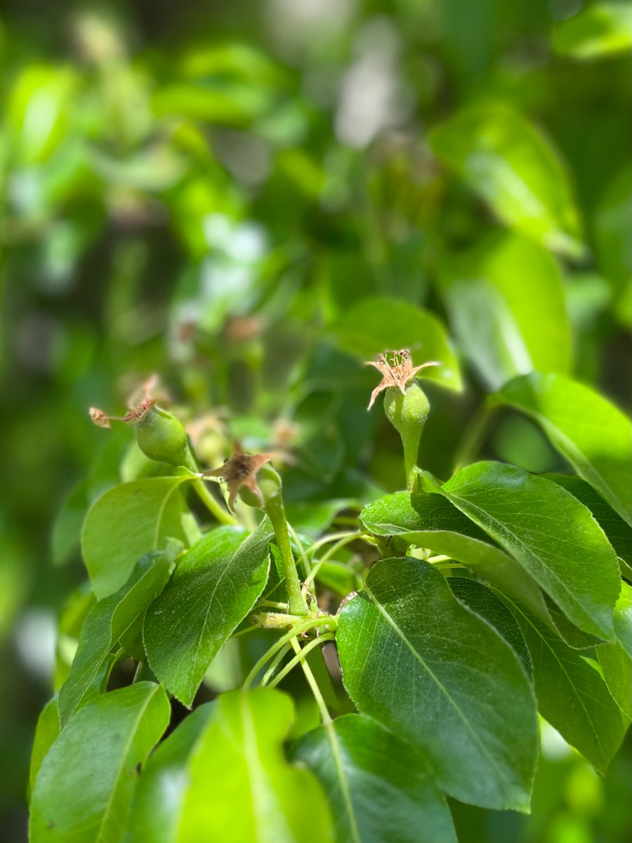 notklev's tweet image. A great afternoon! The pergola has flowered and is starting to turn green. Lots of pears along the wall. In short, it's a wonderful time!