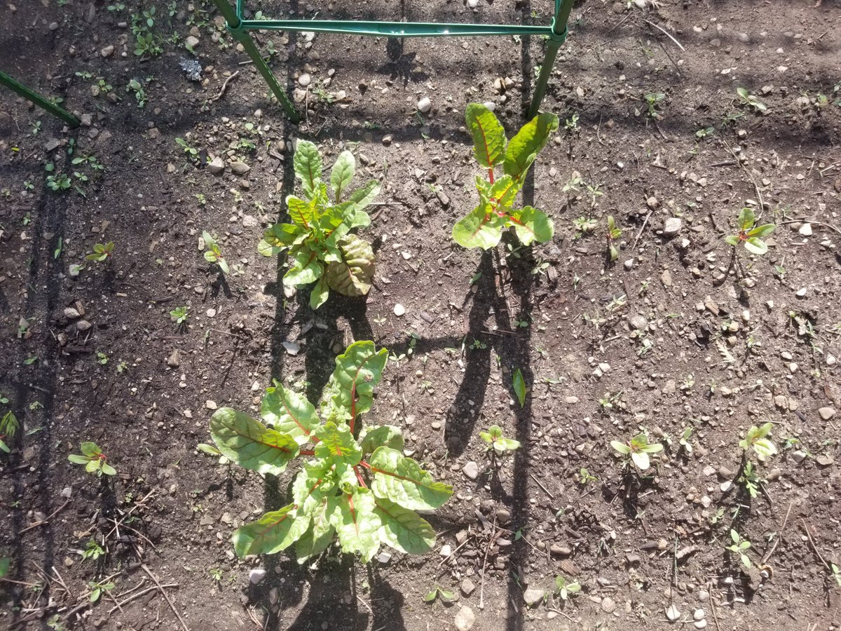 M_Roberts_Music's tweet photo. Young beautiful plants just starting out, and seed chard plants from last year. Looking forward to a wonderful harvest this year! https://t.co/eDTAozmRHT