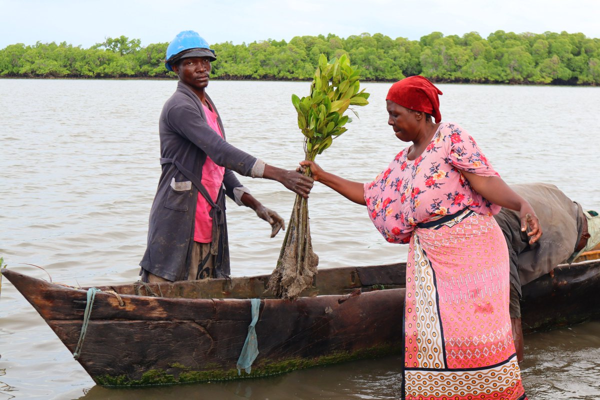 17,800 mangroves later!
 
This week, <a href="/comred_/">COMRED</a>  together with 88 community members from Majoreni and Mwandamu eco-credit groups planted 17,800 #mangrove seedlings covering approximately 1.78ha.  

#climatechange 
<a href="/BlueVentures/">Blue Ventures</a> <a href="/WWF_Kenya/">WWF-Kenya</a> <a href="/UNDPClimate/">UNDP Climate</a> <a href="/noradno/">Norad</a>