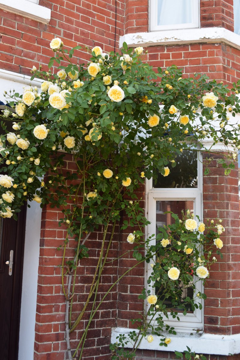 lwahlgrensmith's tweet image. For #TinyJoys, is it only me, or is this an uncommonly good year for roses?