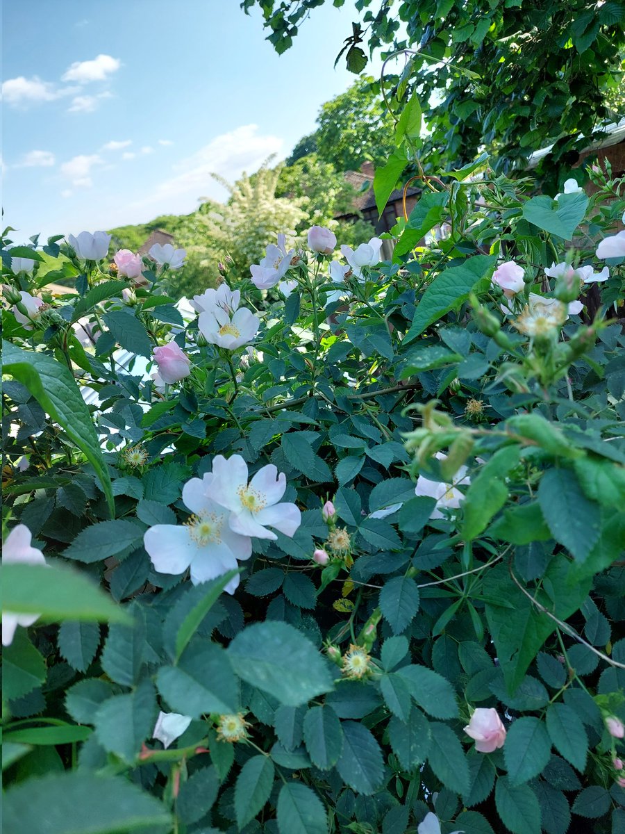 emmaburnett43's tweet photo. Lovely to see the dog rose doing so well at the back of my garden, I planted native hedge several years ago, but this is the best year yet 😀
#wildgarden #nativehedge #pollinators https://t.co/OUYzGSZr2e