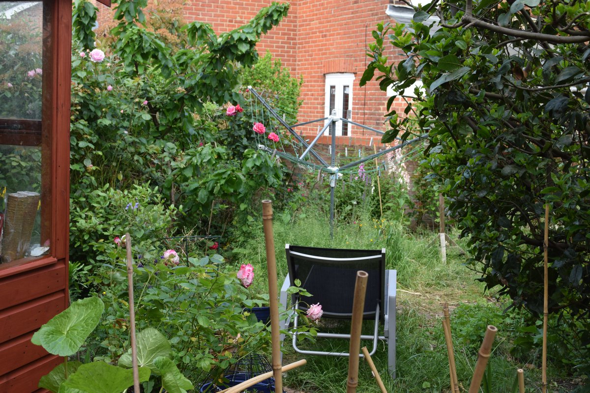 lwahlgrensmith's tweet image. For #TinyJoys, is it only me, or is this an uncommonly good year for roses?