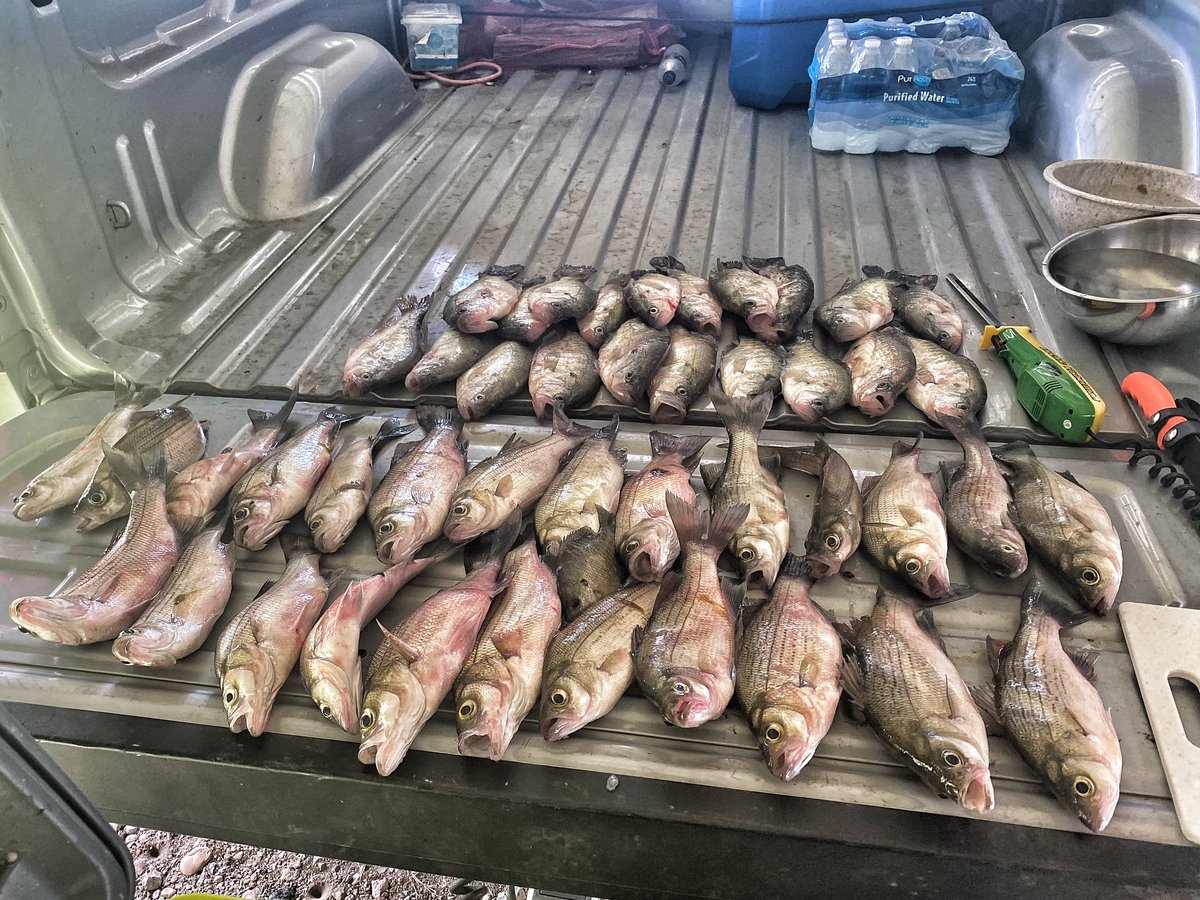 mrgaines_sciguy's tweet photo. Cat has learned what that bucket means…It means he is fixing to get several fish snacks. Caught a limit of white bass in 40 mins. Thought I was going to get my limit of crappie but I couldn’t get away from the lil guys. Ready for tomorrow! Family reunion fish fry #RestInGrease https://t.co/AtSvfgx9wt