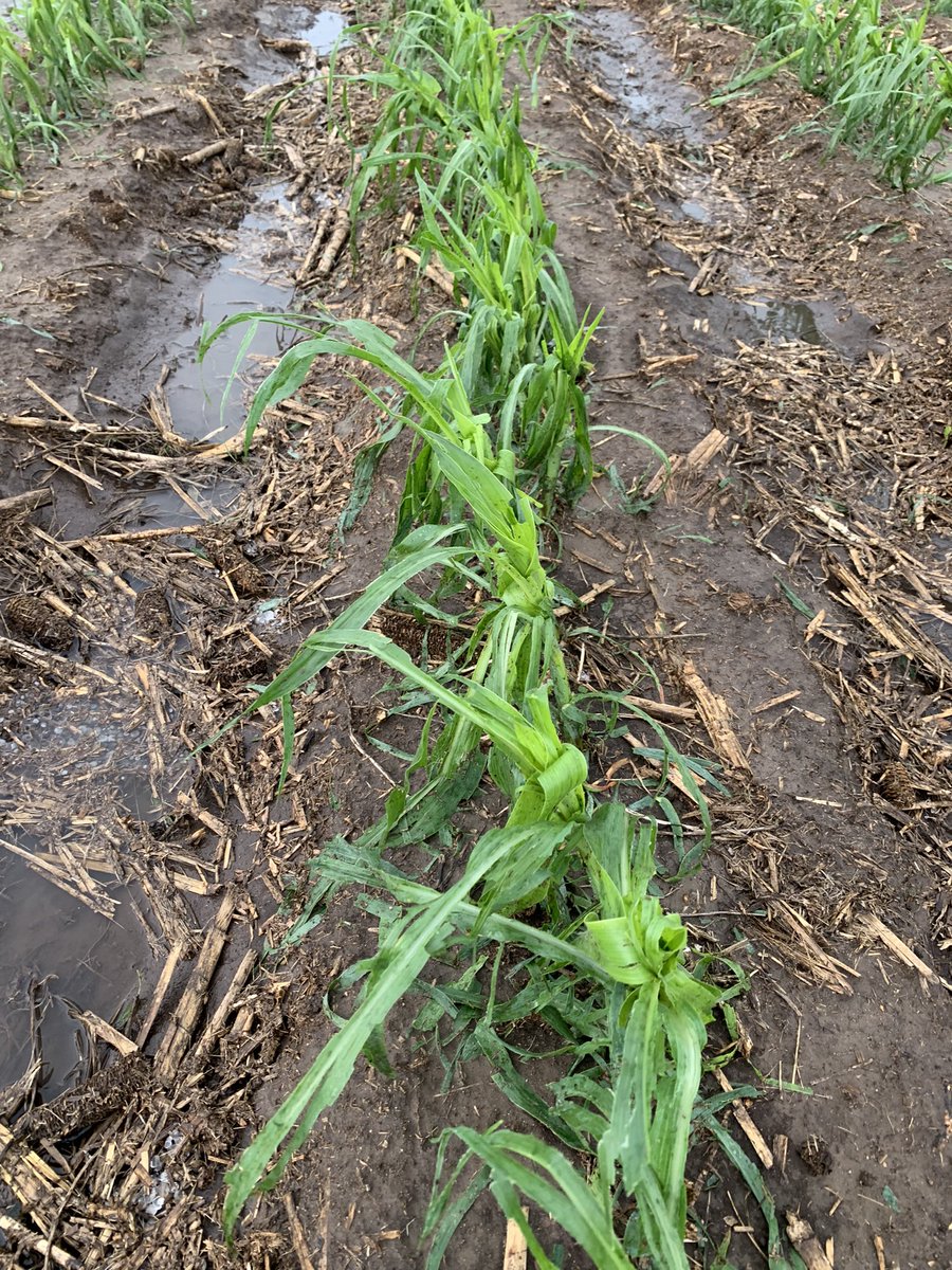 5 miles northwest of Central City.  1.5 inches of rain.  Go a few miles west and the rest of my fields got less than 0.25 but no hail. <a href="/NWSHastings/">NWS Hastings</a>