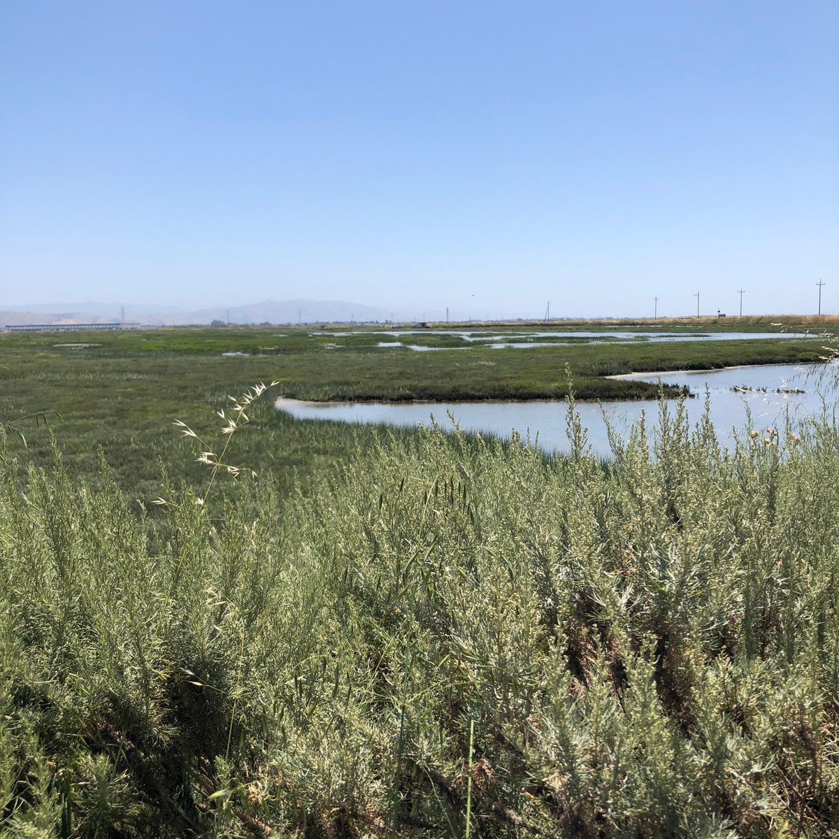 What a beautiful day to get outside, see our incredible shoreline, and hear from inspiring Oakland Shoreline Leadership Academy members Shy Walker and Irma Mendoza Gomez! Today's <a href="/SFBayRestore/">San Francisco Bay Restoration Authority</a> tour had all the things 🔥☀️😎🤗🌊