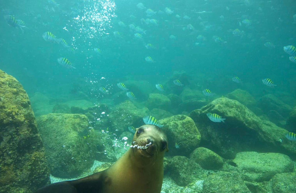🎉¡Con el apoyo de todas y todos logramos que Loreto ganara el premio como mejor Parque Nacional fuera de Estados Unidos, dentro de los premios Travel Awaits!🎉

🔗Lee aquí la declaratoria: setuesbcs.gob.mx/wp-content/upl…