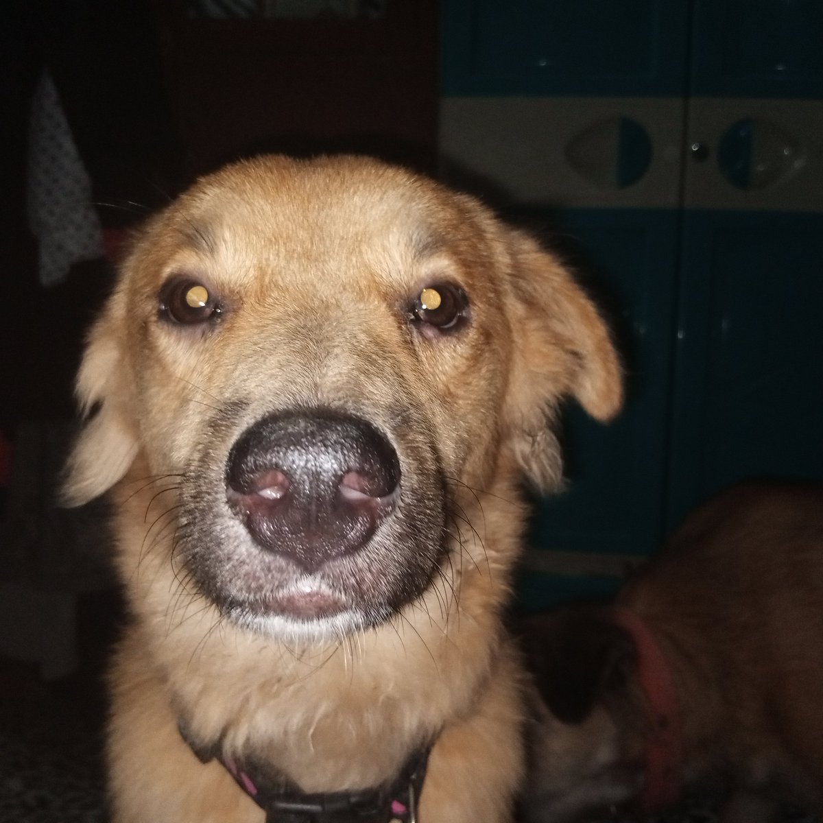 mclaudie0's tweet photo. Mahal na mahal kita rocky boy🥹☹️ di ko pa rin tanggap na wala ka na pag umuuwi ako. Ang sakit sakit, pasensya ka na. https://t.co/Wa4x7wk4kP